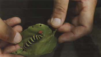 Ananda Serné, "A caterpillar is curled in a greeen ring", video, ljud